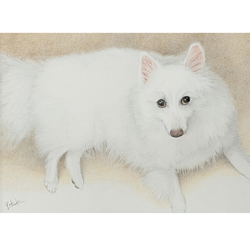 真っ白な日本スピッツ。色鉛筆による肖像画