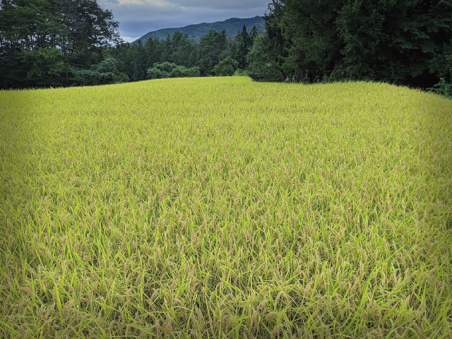 里山の稲田