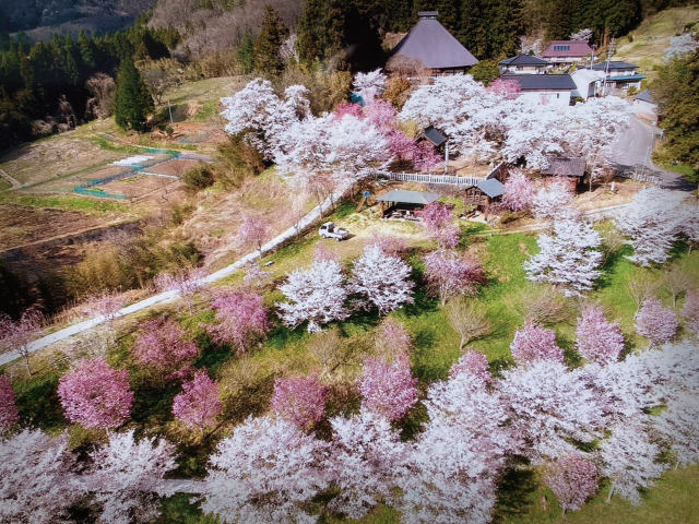 長勝寺の桜